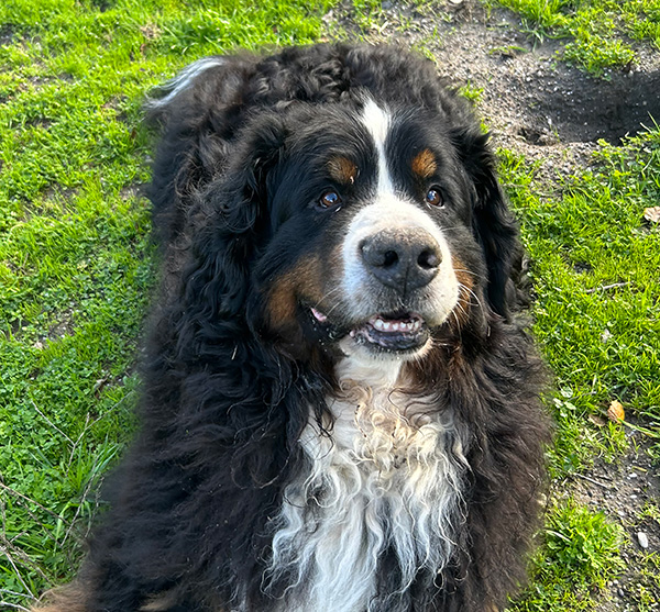 Bernese Mountain Dog