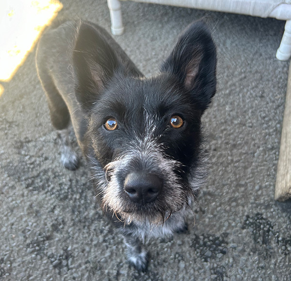 Scruffy black dog
