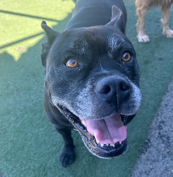 Happy black dog